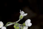 Wild comfrey